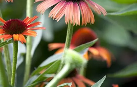 Echinacea purpurea, orange