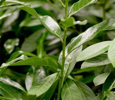 Prunus laurocerasus 'Genolia'®