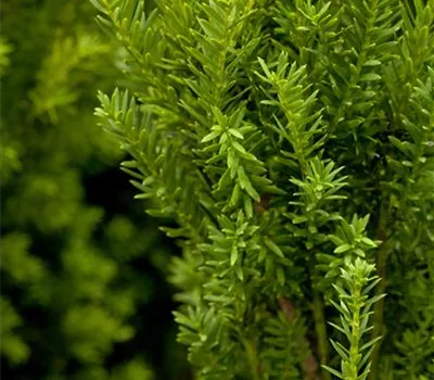 Taxus x media 'Hillii'