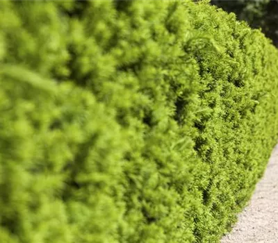 Taxus x media 'Hicksii'