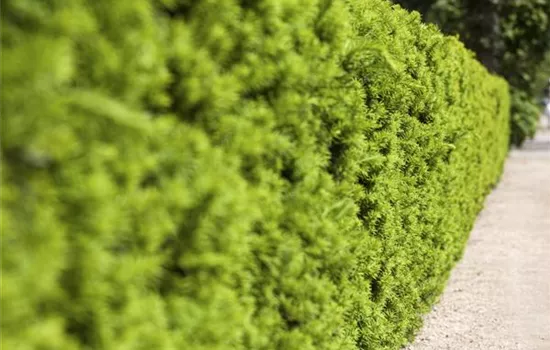 Taxus x media 'Hicksii' Taxus x media 'Hicksii'