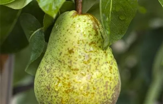 Pyrus communis 'Williams Christ' Pyrus communis 'Williams Christ'