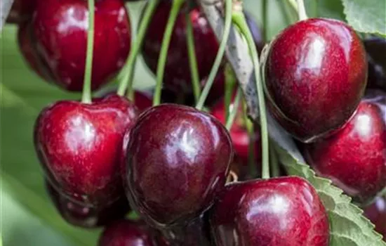 Prunus avium 'Kordia'® Prunus avium 'Kordia'®