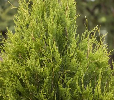 Thuja plicata