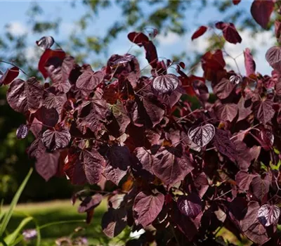 Cercis canadensis 'Forest Pansy' Cercis canadensis 'Forest Pansy'