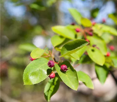 Amelanchier lamarckii 'Prince William' Amelanchier lamarckii 'Prince William'