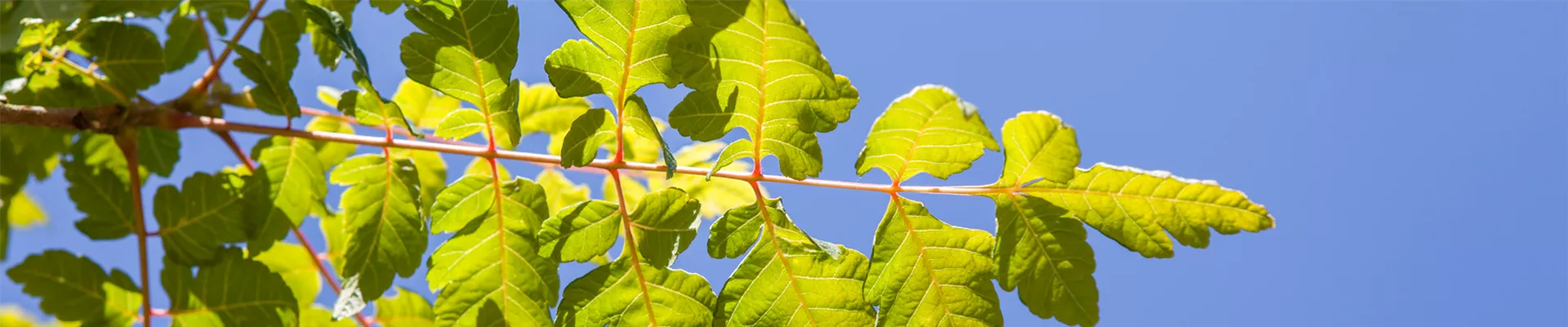 Patzelsperger_Baumschule_Titelbild