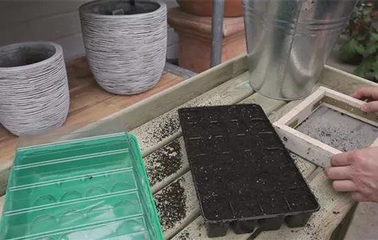 Chinakohl - Aussäen von Samen Chinakohl - Aussäen von Samen