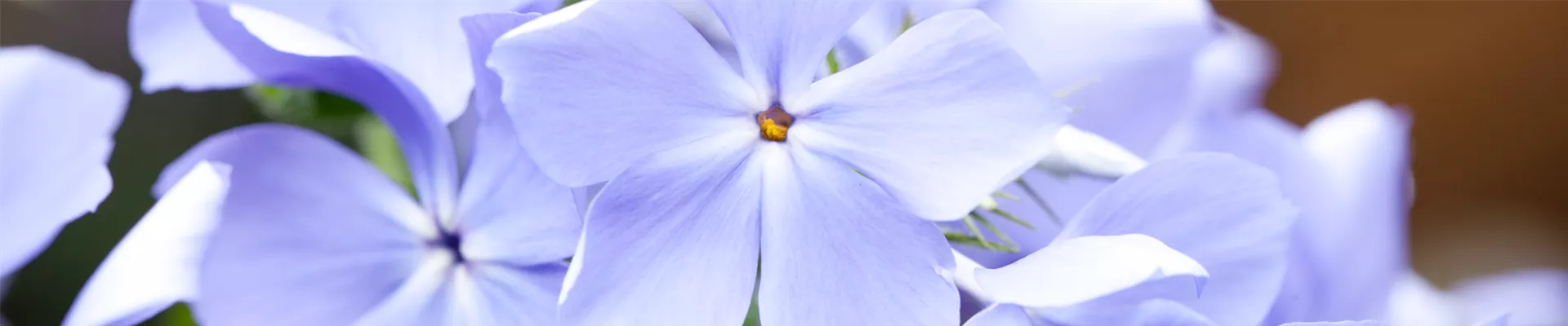 Patzelsperger_Neuigkeiten_Titelbild Patzelsperger_Neuigkeiten_Titelbild