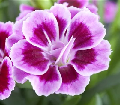 Dianthus