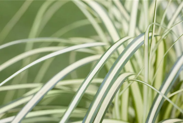 Carex oshimensis 'Evergold'