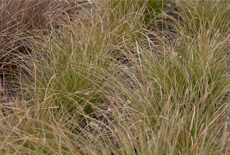 Carex testacea