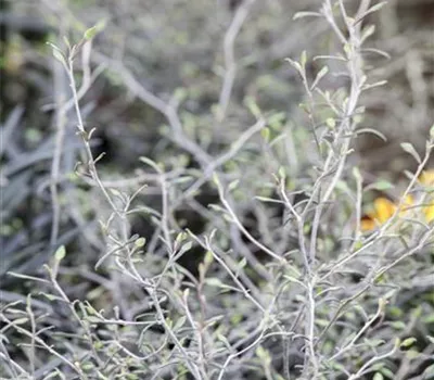 Corokia cotoneaster