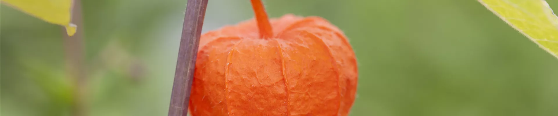 Physalis alkekengi var. franchetii Physalis alkekengi var. franchetii