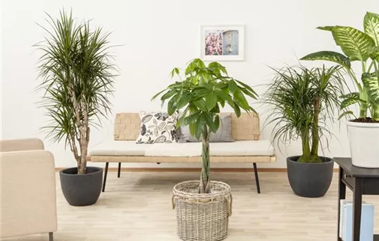 Die Glückskastanie – der asiatische Glücksbringer Die Glückskastanie – der asiatische Glücksbringer