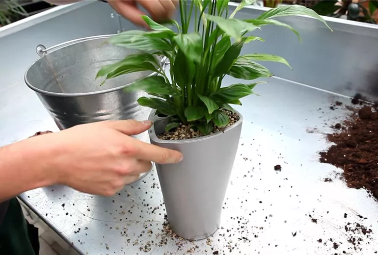 Einblatt - Einpflanzen in ein Gefäß (4)