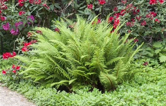 Farne im Garten Farne im Garten