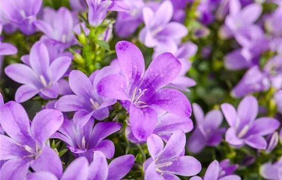 Die Glockenblume: die Vielfalt in einer Pflanze Die Glockenblume: die Vielfalt in einer Pflanze