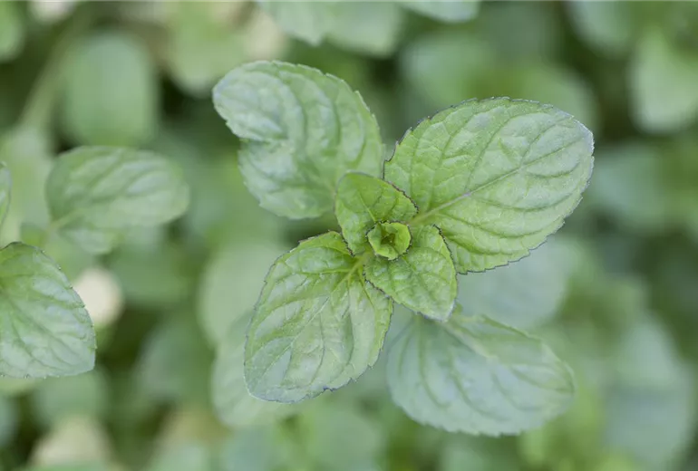 Mentha x piperita var. citrata