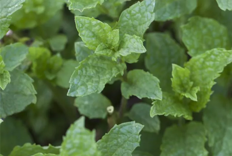 Mentha suaveolens 'Apple Mint'