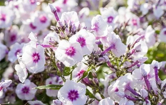 Phlox paniculata 'Bright Eyes'