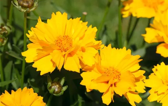 Coreopsis grandiflora 'Sunray'