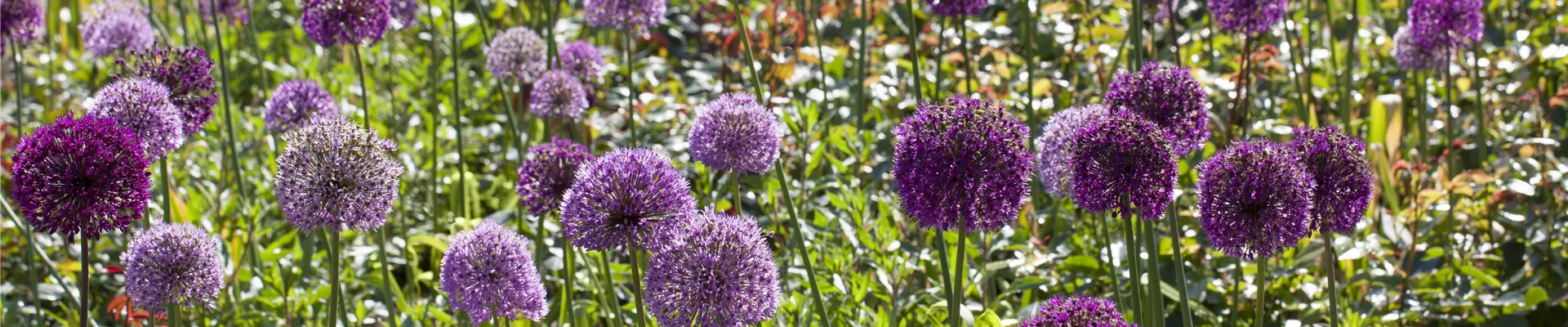 Allium aflatunense Allium aflatunense