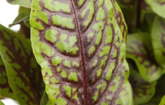 Rumex sanguineus Rumex sanguineus