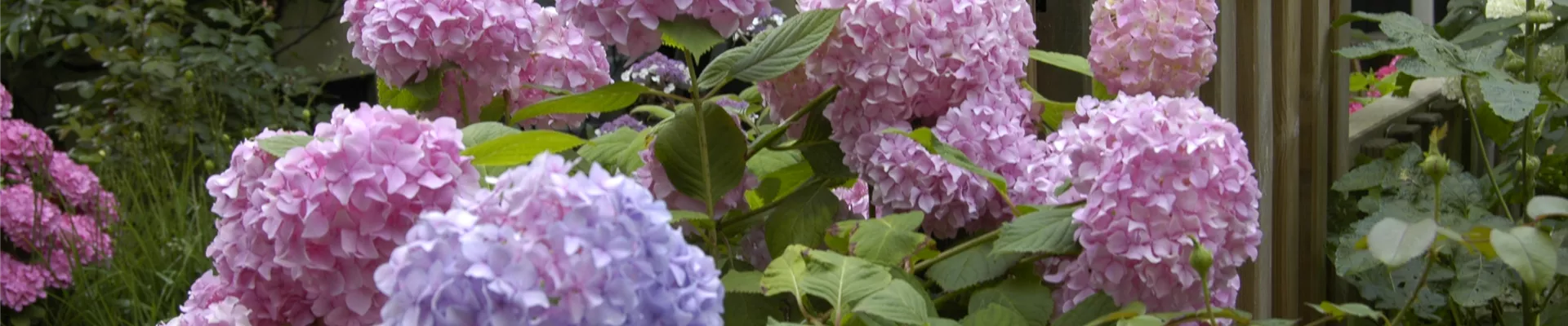 Hydrangea macrophylla, rosa Hydrangea macrophylla, rosa