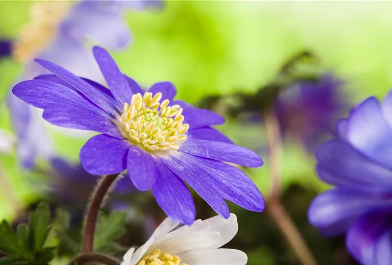 Anemone blanda, blau