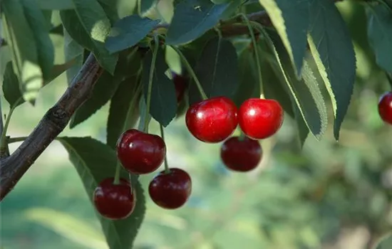 Prunus cerasus 'Ungarische Traubige'