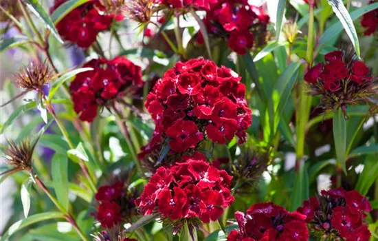 Dianthus barbatus 'Barbarini Red' Dianthus barbatus 'Barbarini Red'