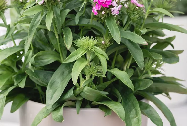 Dianthus barbatus 'Victoria'