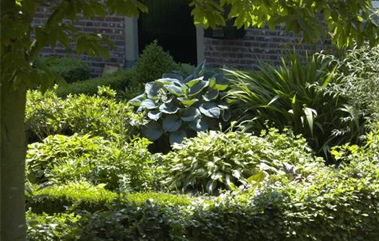 Vorhang auf: hier kommen die Blattschmuckpflanzen! Vorhang auf: hier kommen die Blattschmuckpflanzen!