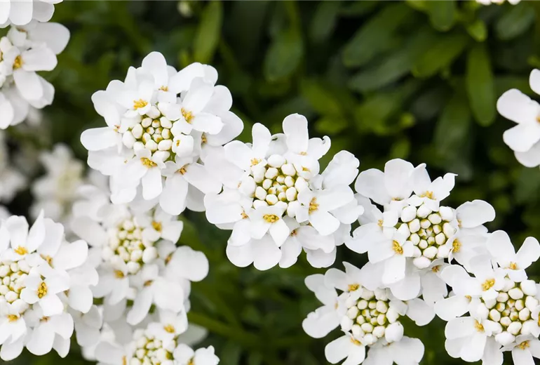 Iberis sempervirens 'Schneeflocke'