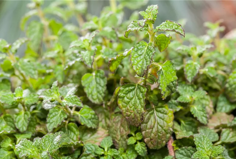 Mentha 'Erdbeere'