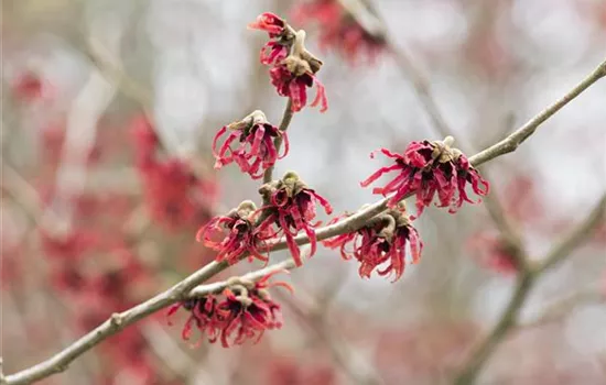 Hamamelis japonica 'Rubin'