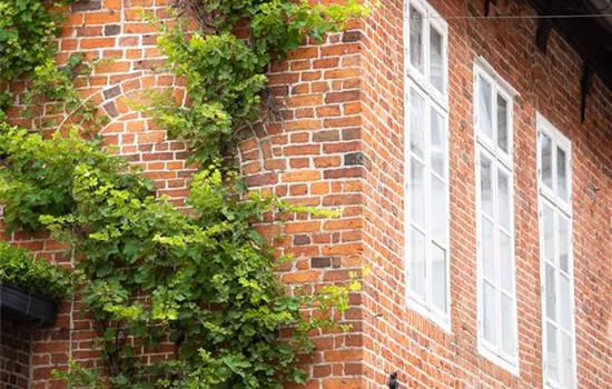 Kletterpflanzen – die grünen Bergsteiger im Garten Kletterpflanzen – die grünen Bergsteiger im Garten