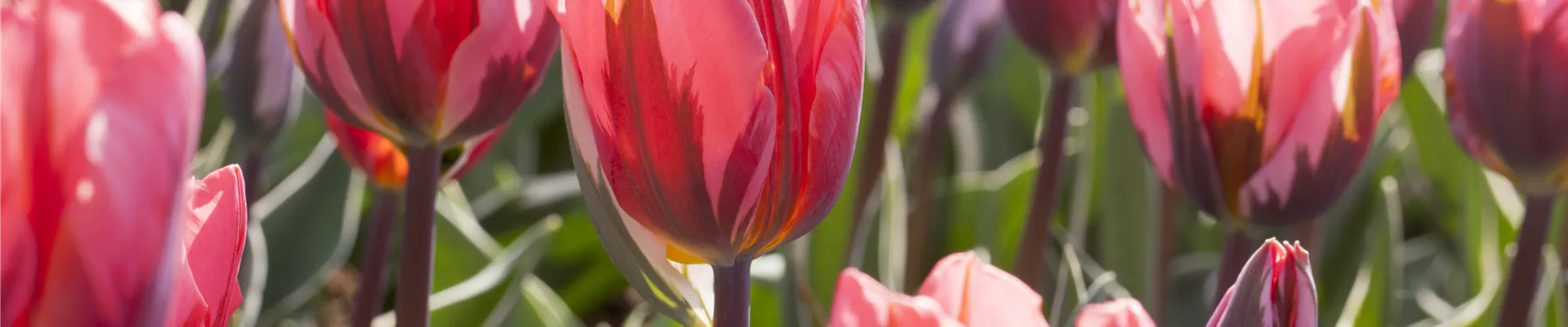 Tulipa Tulipa