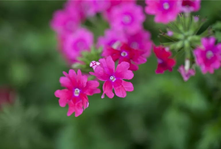 Verbena