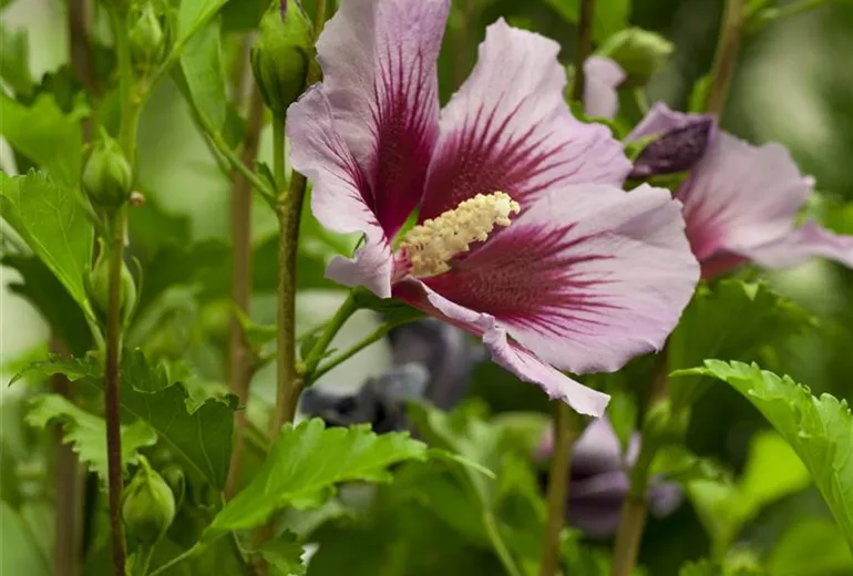 Hibiscus syriacus