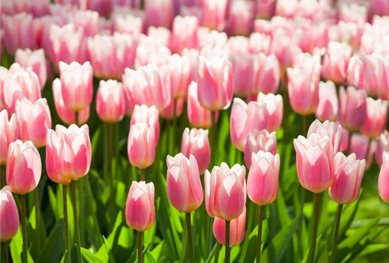 Tulipa 'Apricot Delight'