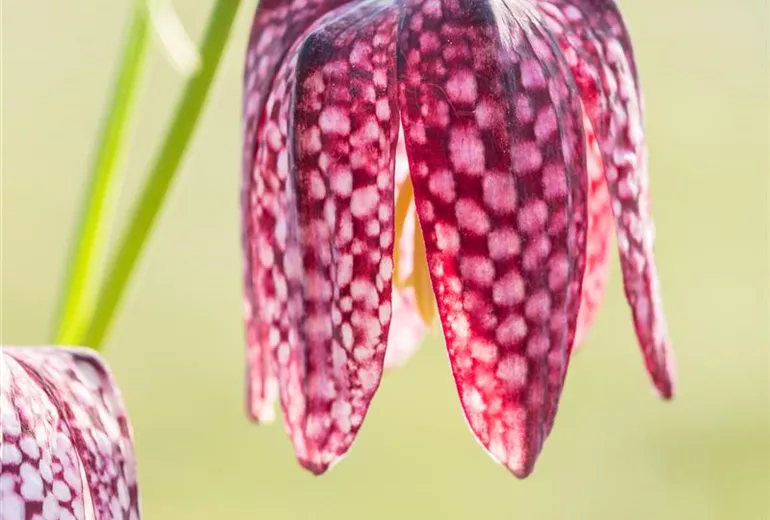Fritillaria meleagris