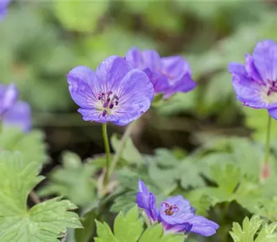 Geranium wallichianum 'Rozanne'®