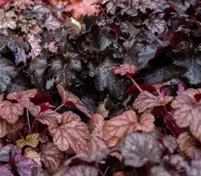 Heuchera micrantha 'Obsidian'