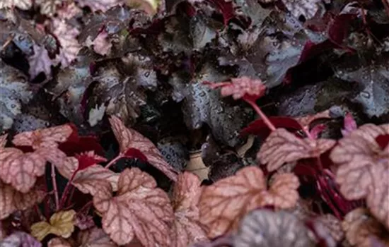 Heuchera micrantha 'Obsidian' Heuchera micrantha 'Obsidian'
