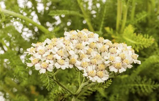 Achillea millefolium Achillea millefolium