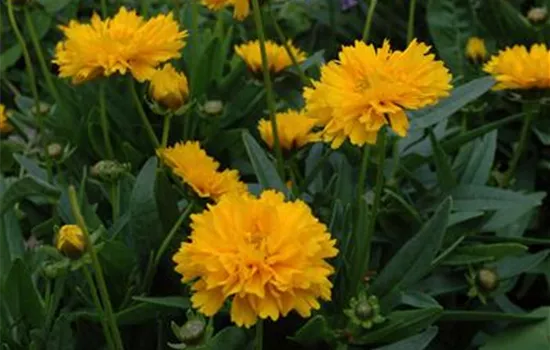 Coreopsis grandiflora 'Early Sunrise'