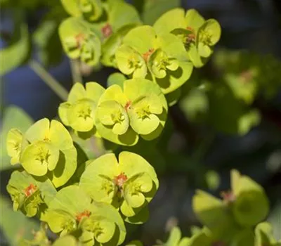 Euphorbia amygdaloides