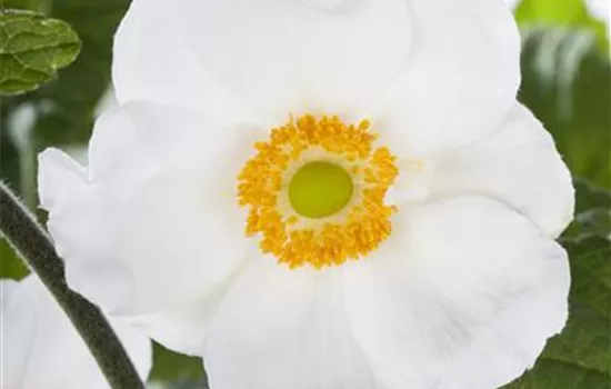 Anemone sylvestris Anemone sylvestris